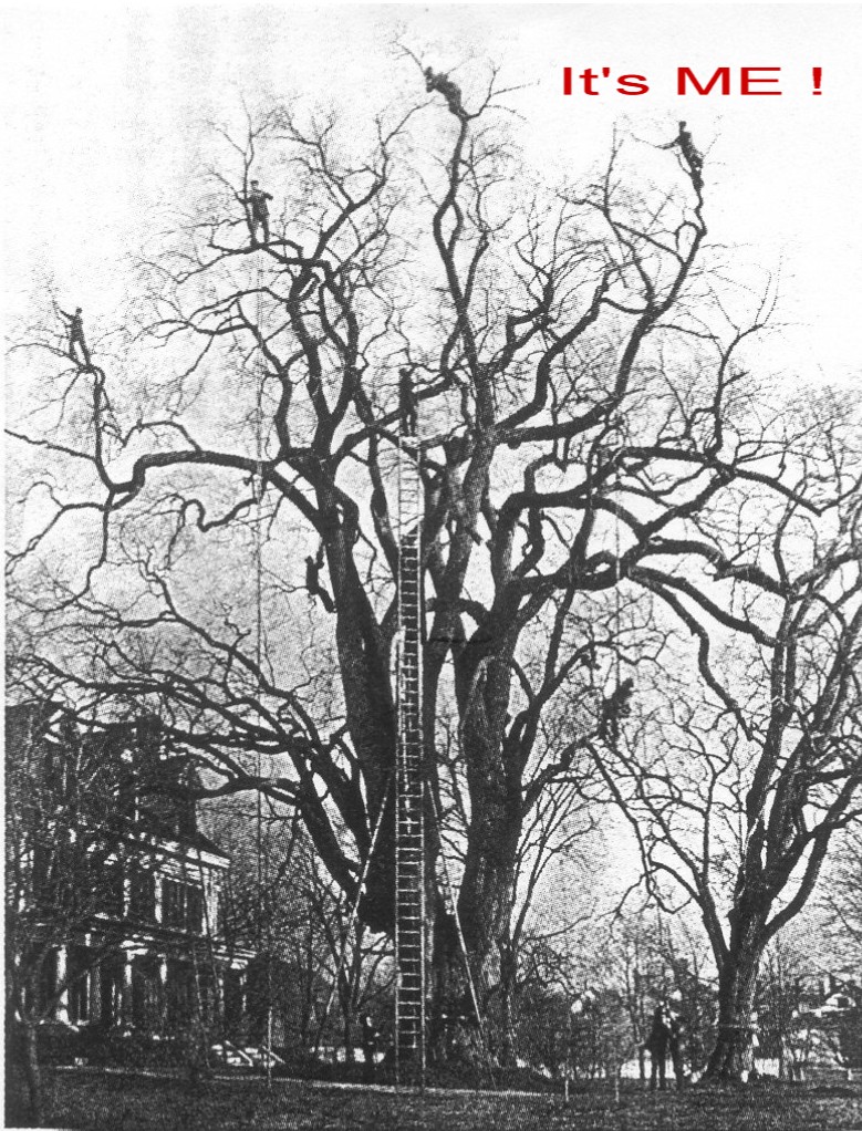 bigtree.jpg