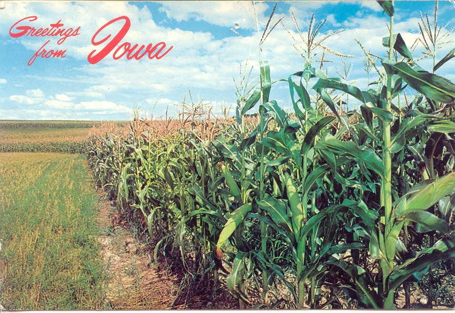 iowacorn.jpg