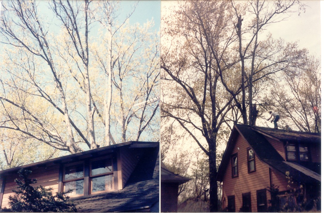 tree11.jpg