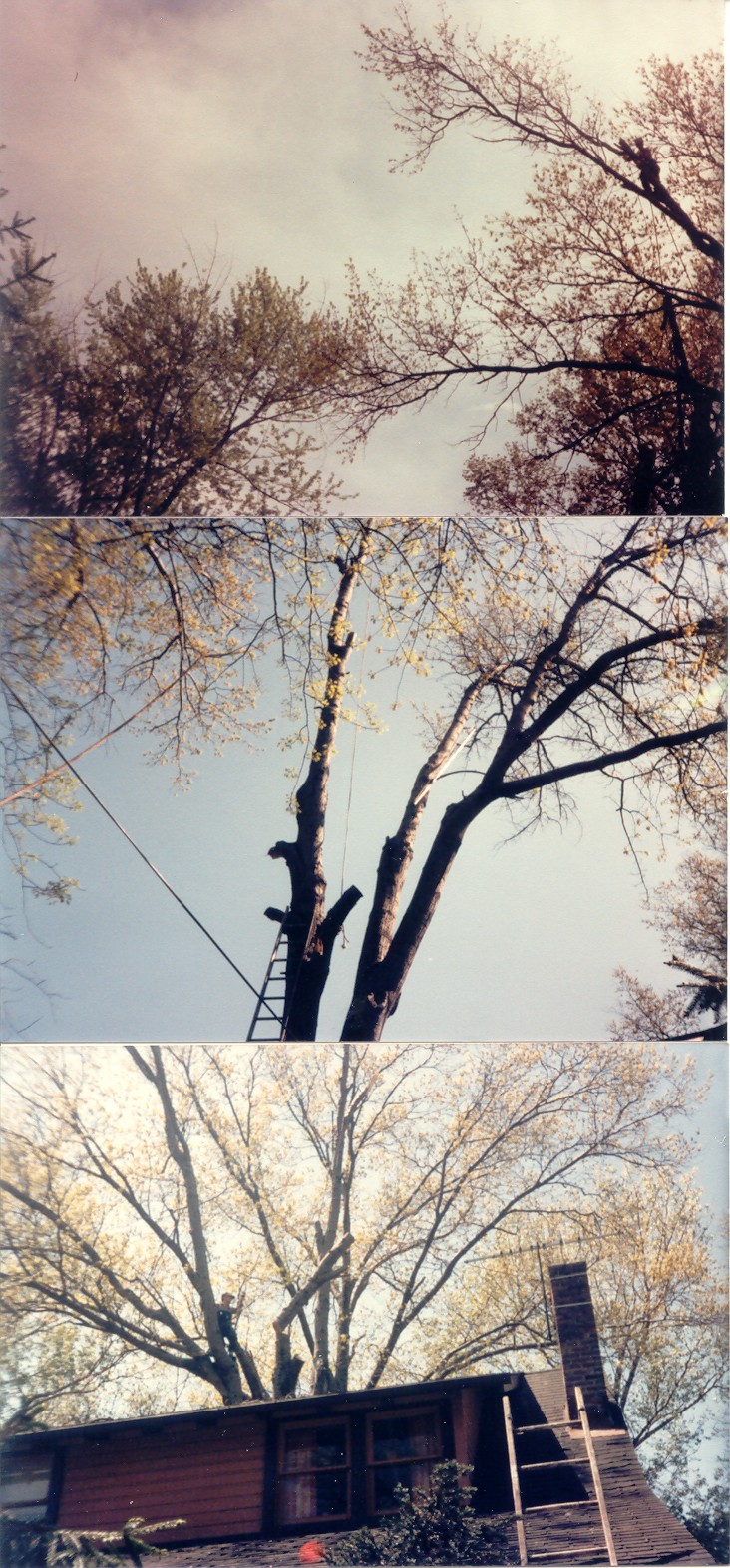 tree4.jpg